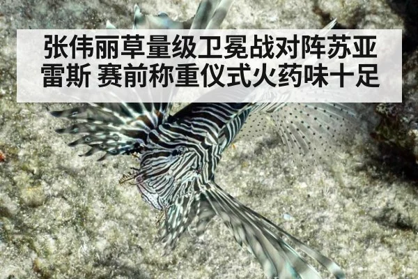 张伟丽草量级卫冕战对阵苏亚雷斯 赛前称重仪式火药味十足